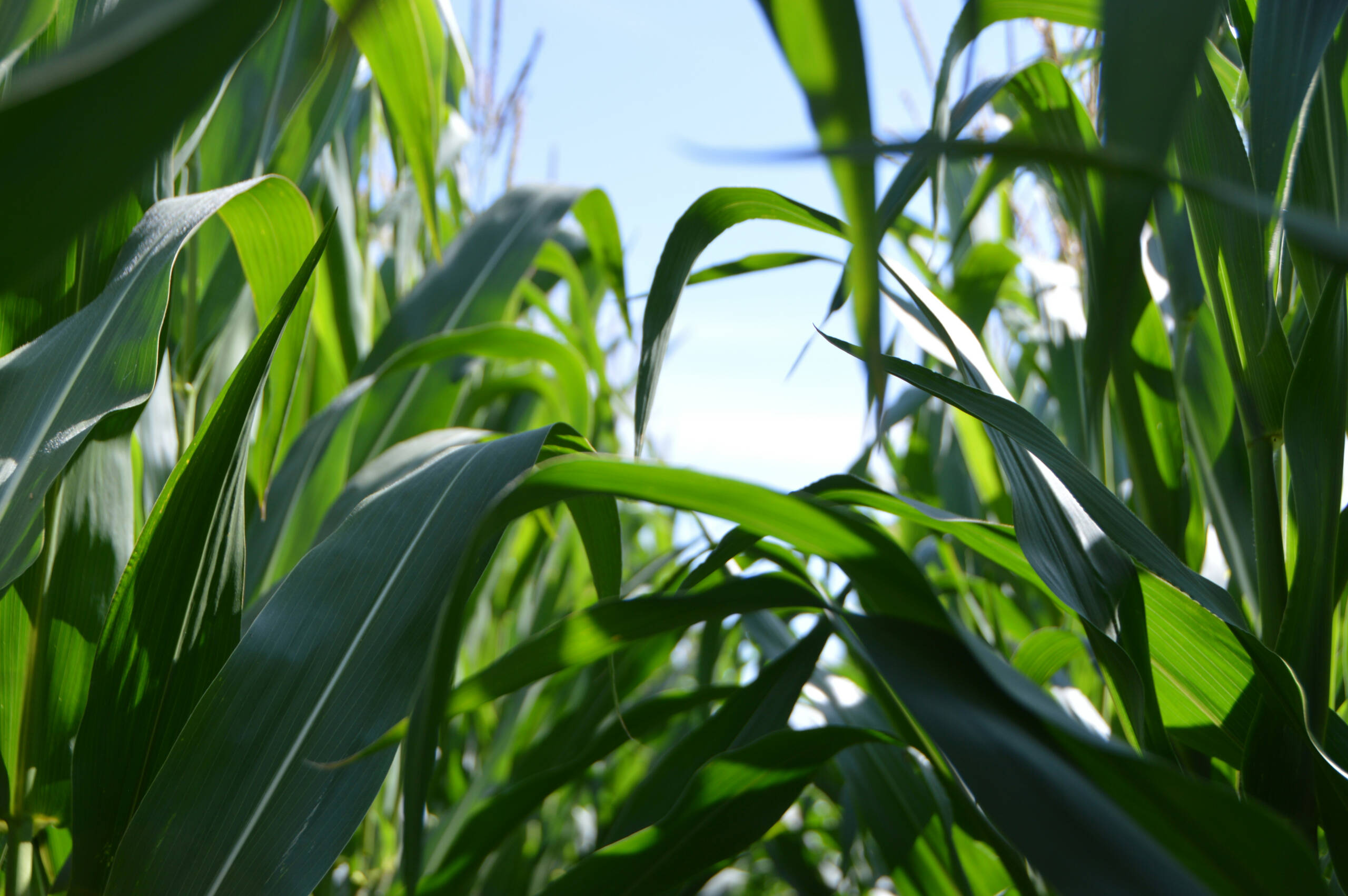 Close-up view of vibrant green corn leaves against a bright blue sky, creating a lush and lively scene.